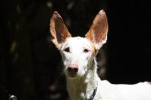 Podenco-Ibicenco-Hündin: FINA