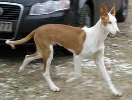 Podenco-Ibicenco-Rüde: ARES
