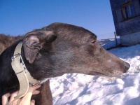 Greyhound-Hündin: ROQUERA