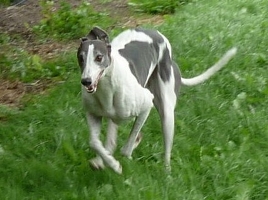 Greyhound-Hündin: ROSIE