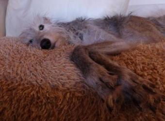 Galgo-Espanol-Rüde: RUBEN