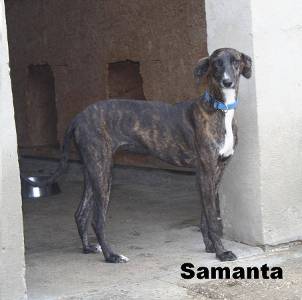 Afghanen-Galgo-Mix-Hündin: SAMANTA