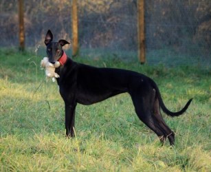 Greyhound-Hündin: SAPHIRE