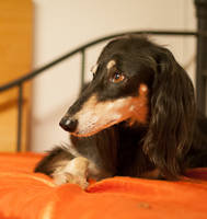 Saluki-Hündin: SAIDA
