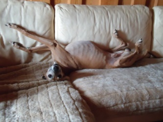 Whippet-Rüde: TARO