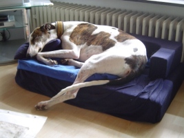 Greyhound-Rüde: TAY