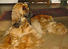 Afghanen-Hündin: Puppy