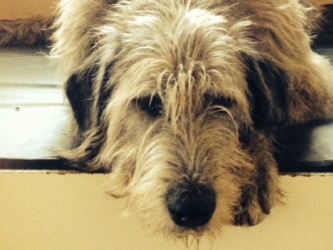 Irish-Wolfhound-Hündin: TESSA