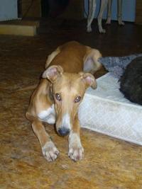 Greyhound-Rüde: VENI VIDI VICI