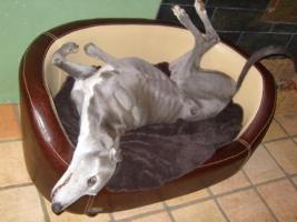 Greyhound-Hündin: VIOLET