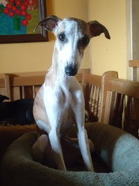 Whippet-Hündin: FRANZI