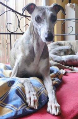 Whippet-Hündin: Anouk