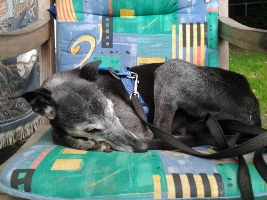 Whippet-Rüde: YODA