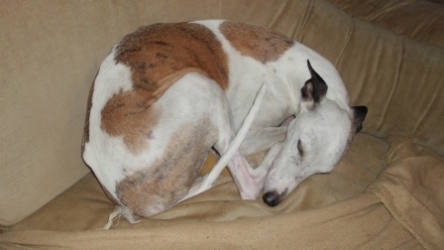 Whippet-Rüden: ZEUS und APOLLO